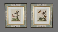 George Edwards: 18th Century Engravings of Birds