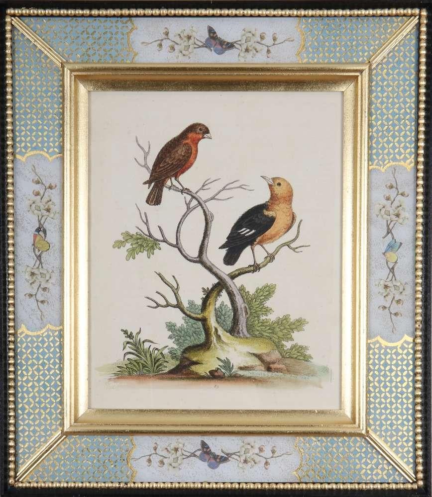 George Edwards: grabados de pájaros del siglo XVIII en marcos decalcomanía