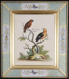 George Edwards: c18th Engravings of Birds in Decalcomania Frames