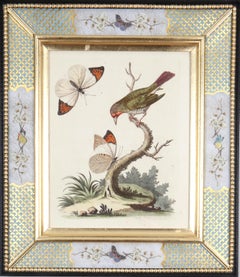 George Edwards: 18th Century Engravings of Birds