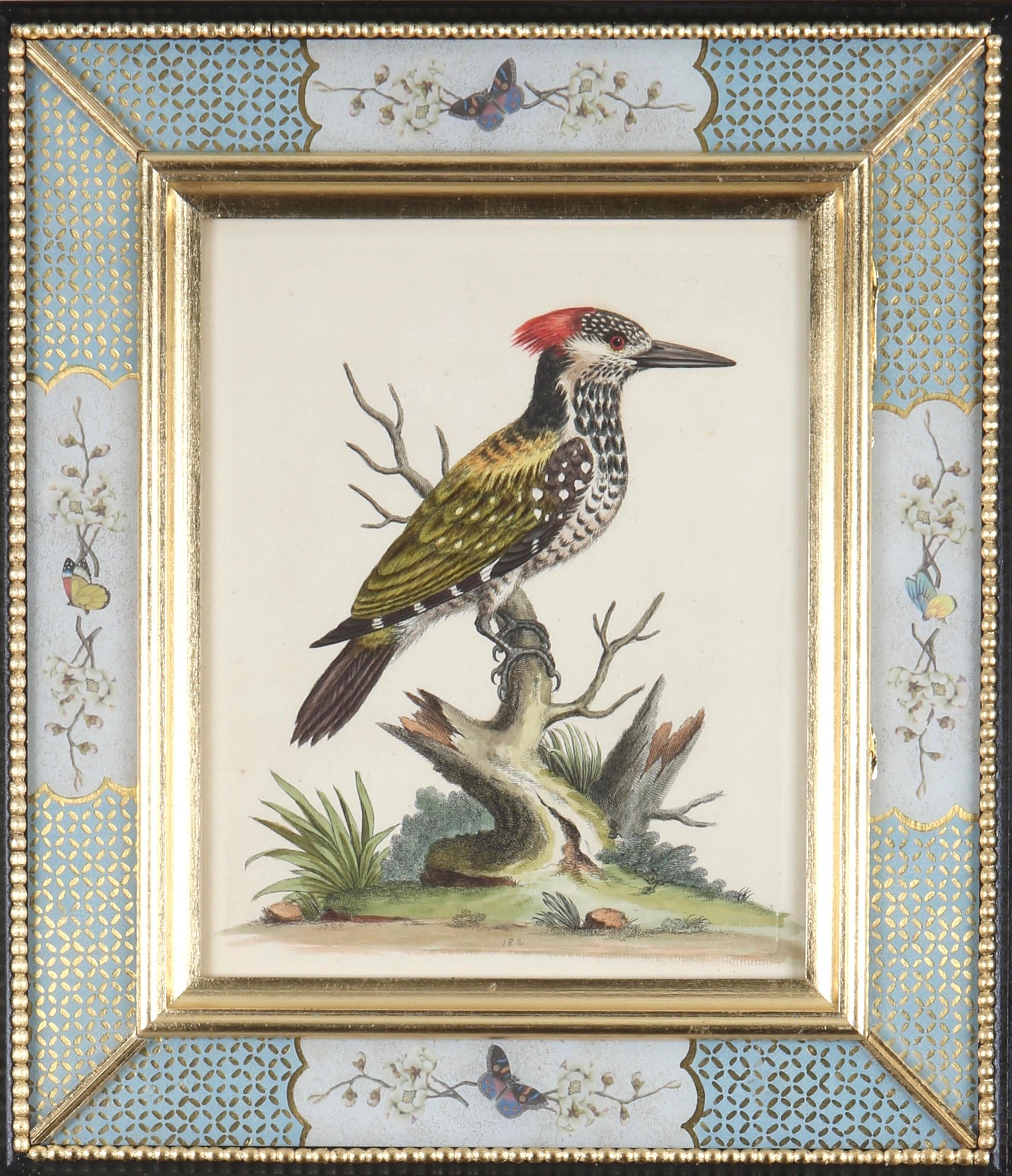 George Edwards: 18th Century Engravings of Birds 3