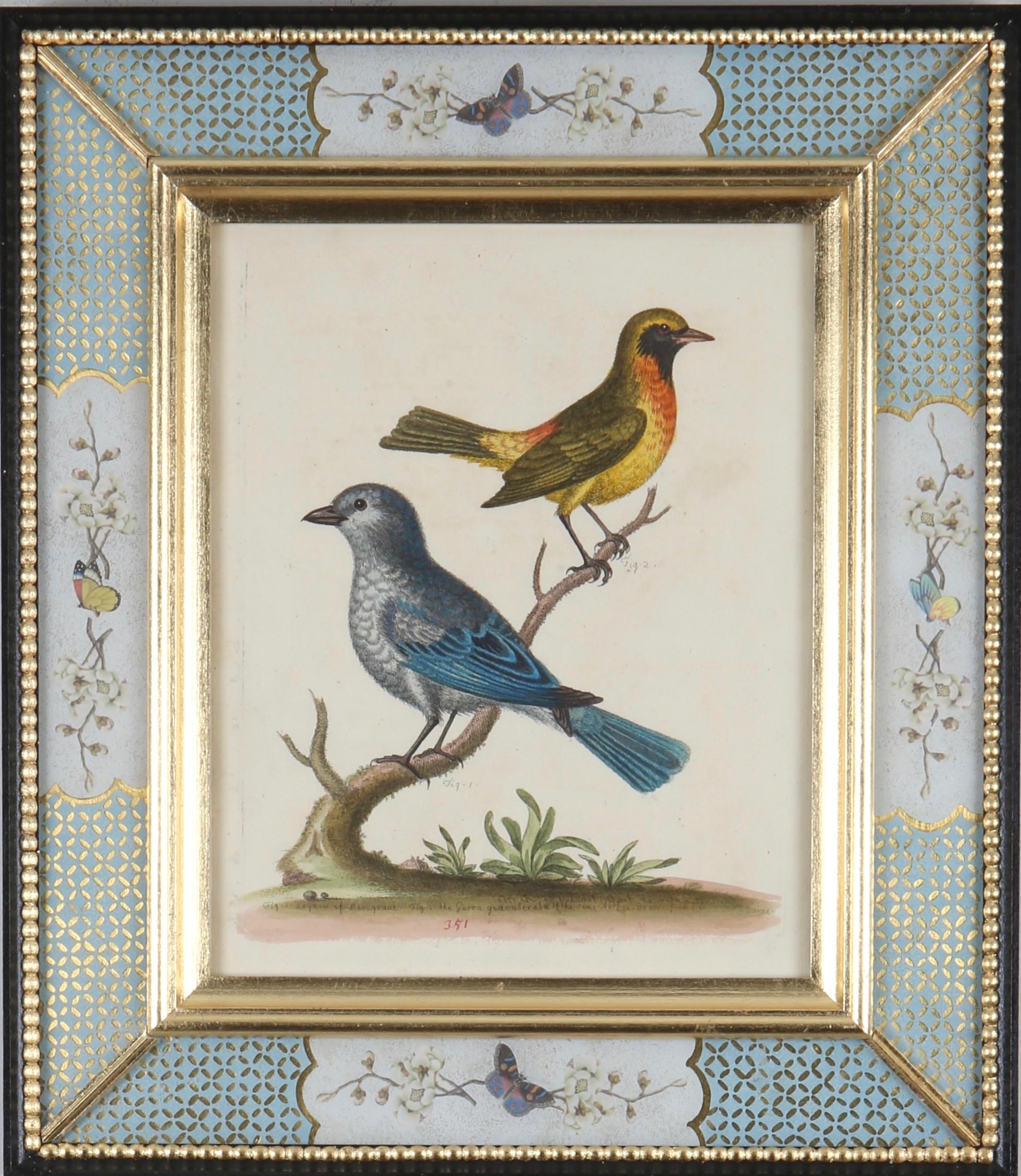 George Edwards: 18th Century Engravings of Birds 4