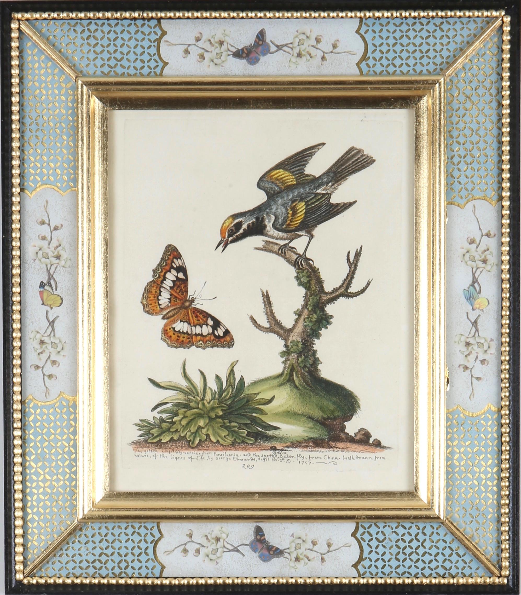 George Edwards: 18th Century Engravings of Birds 7