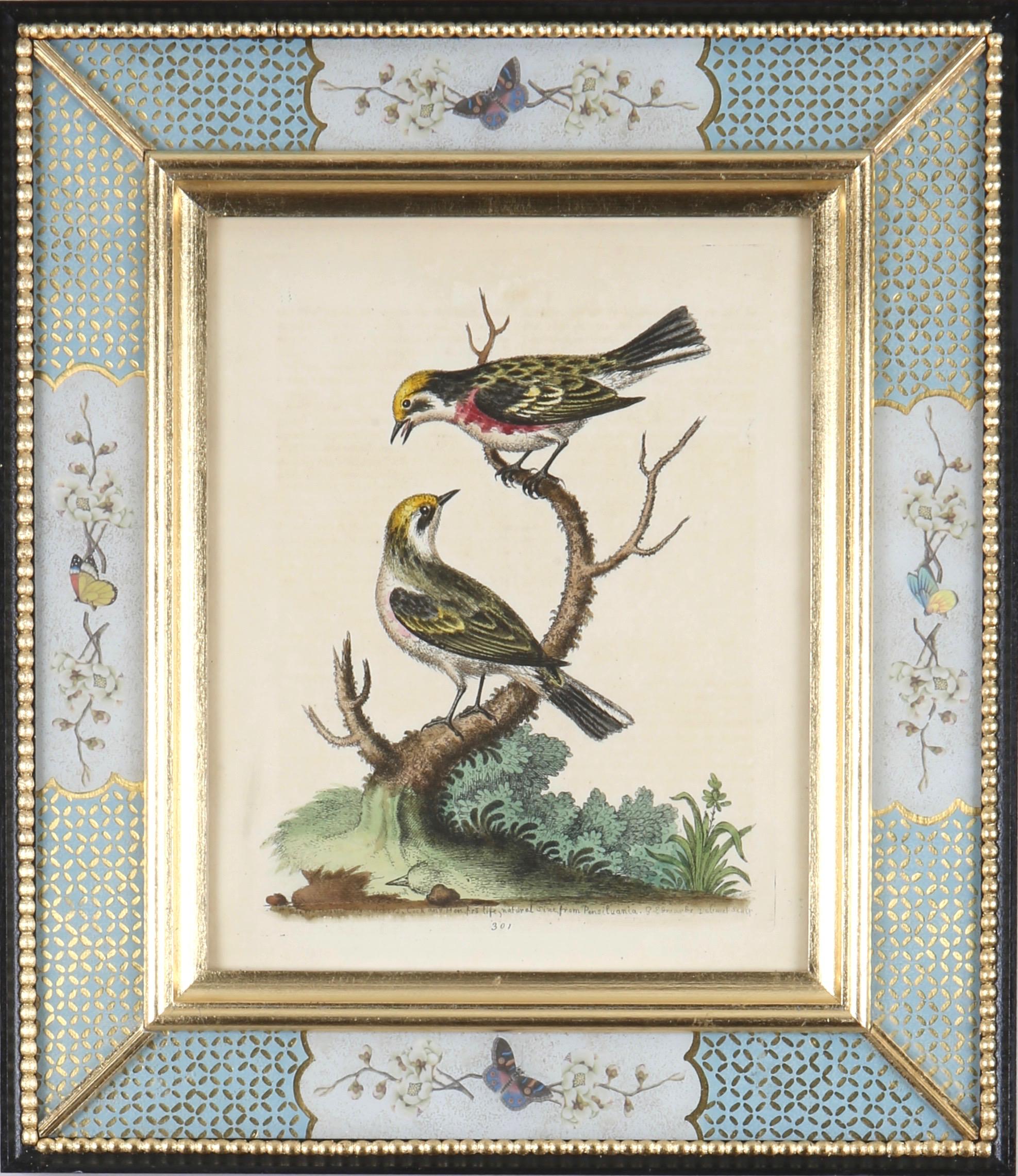 George Edwards: 18th Century Engravings of Birds 8