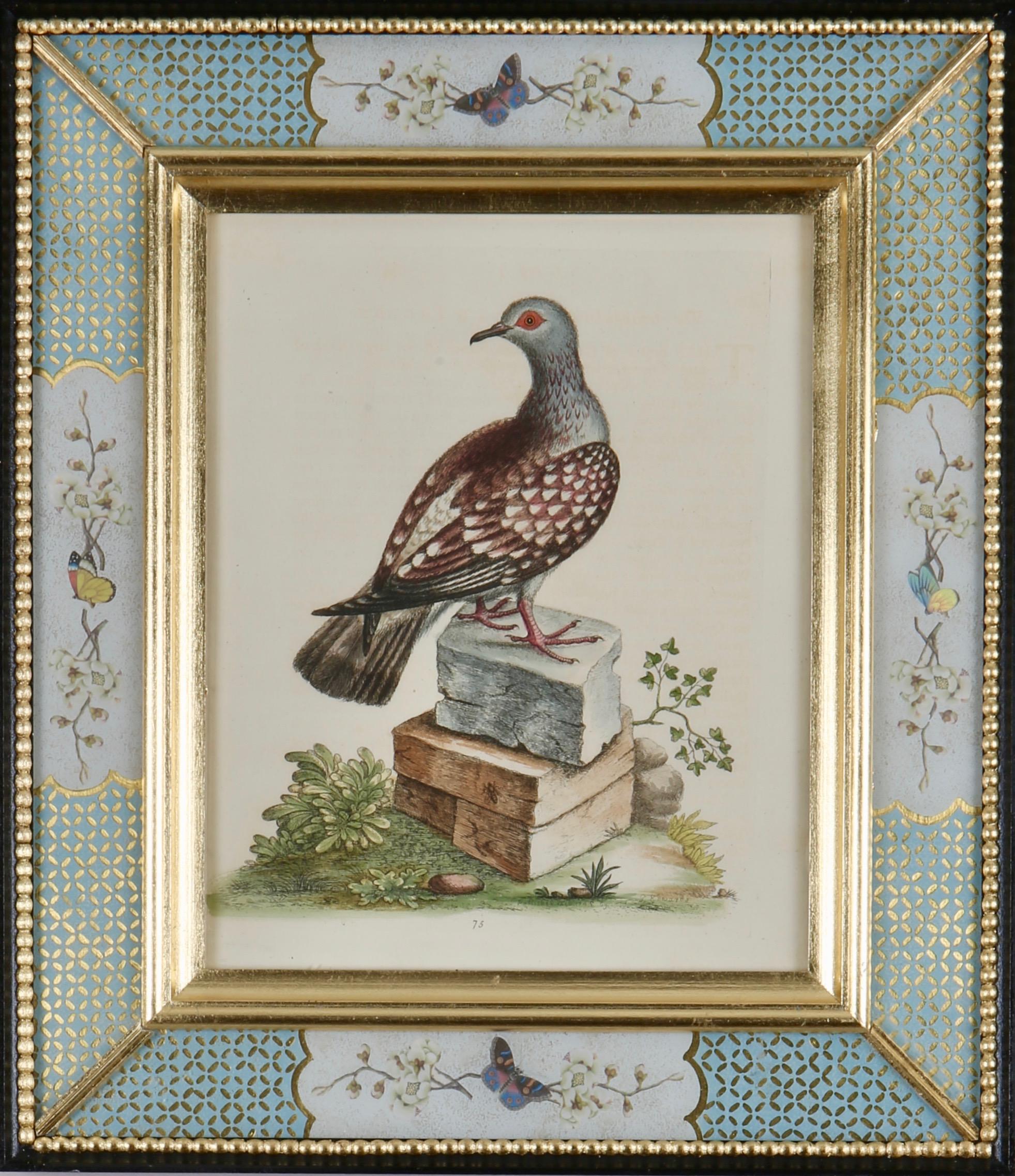 George Edwards: 18th Century Engravings of Birds 9