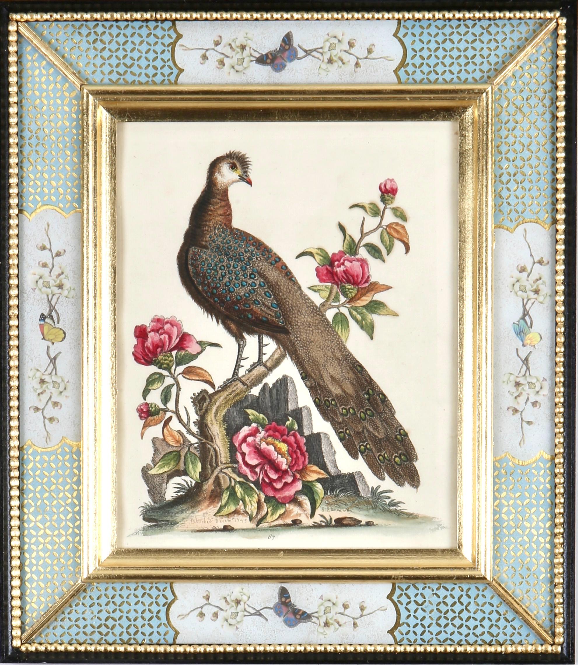 George Edwards: 18th Century Engravings of Birds 10