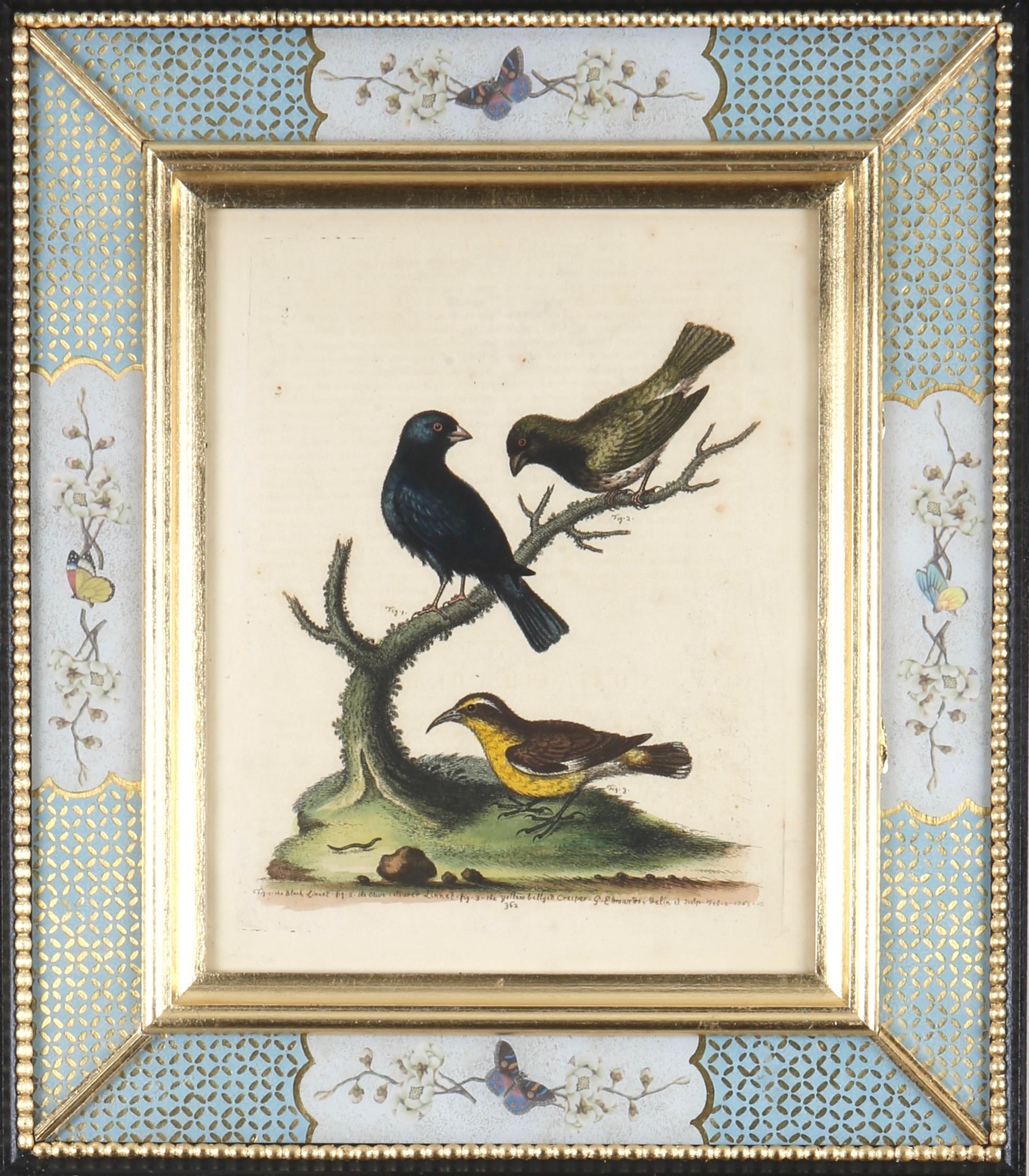 George Edwards: 18th Century Engravings of Birds 12