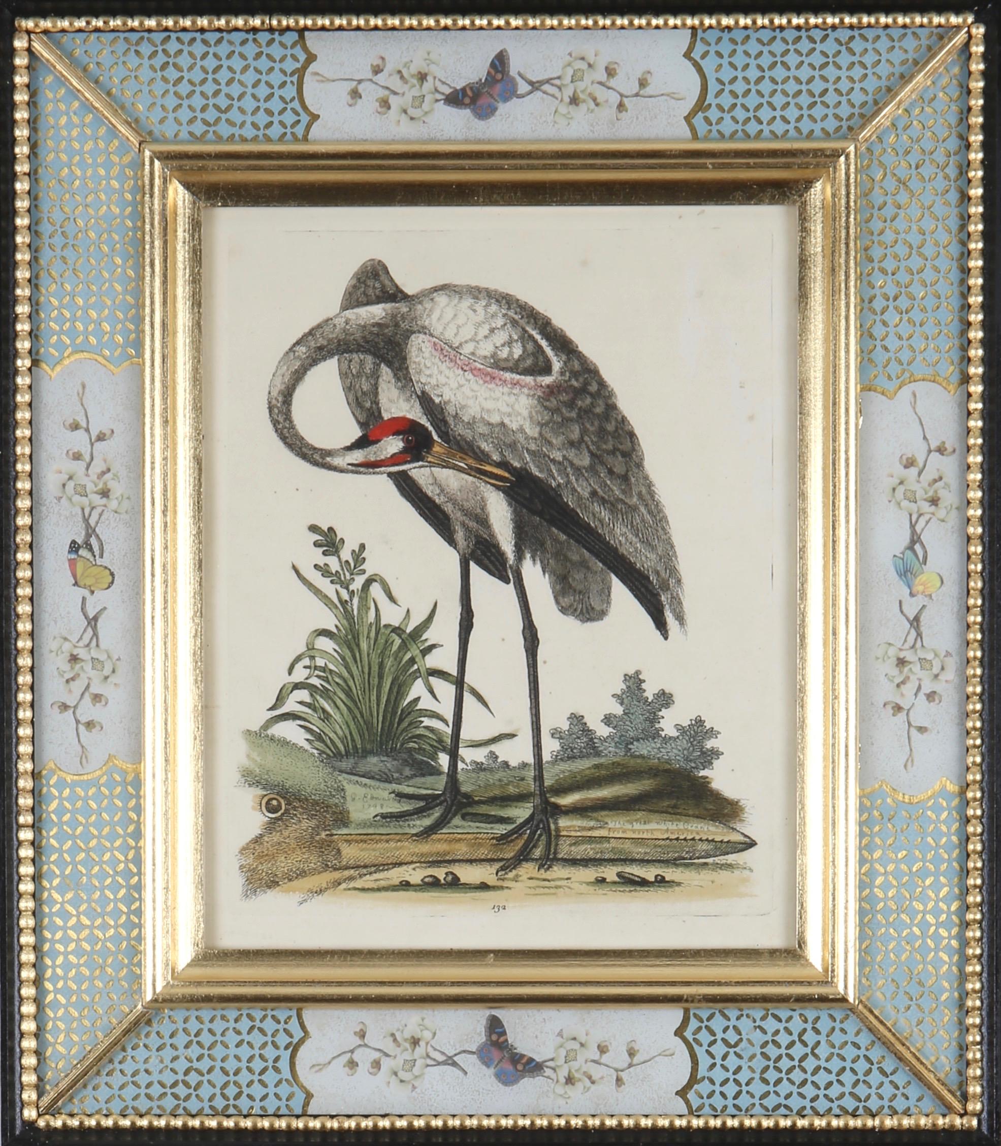 George Edwards: 18th Century Engravings of Birds 5