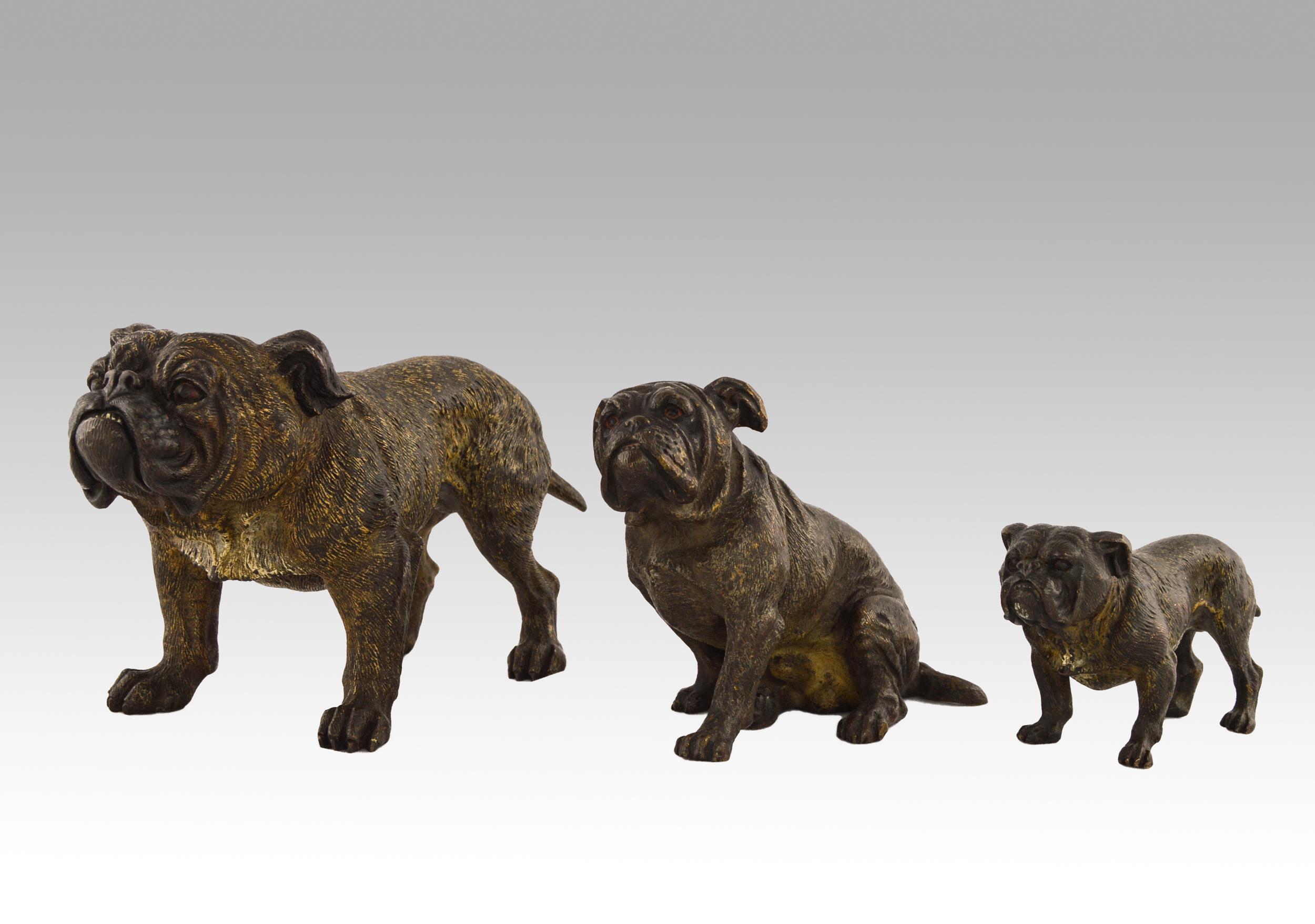 Franz Xaver Bergman (Bergmann) Still-Life Sculpture - Set of 3 cold painted Austrian bronze sculptures of Bulldogs