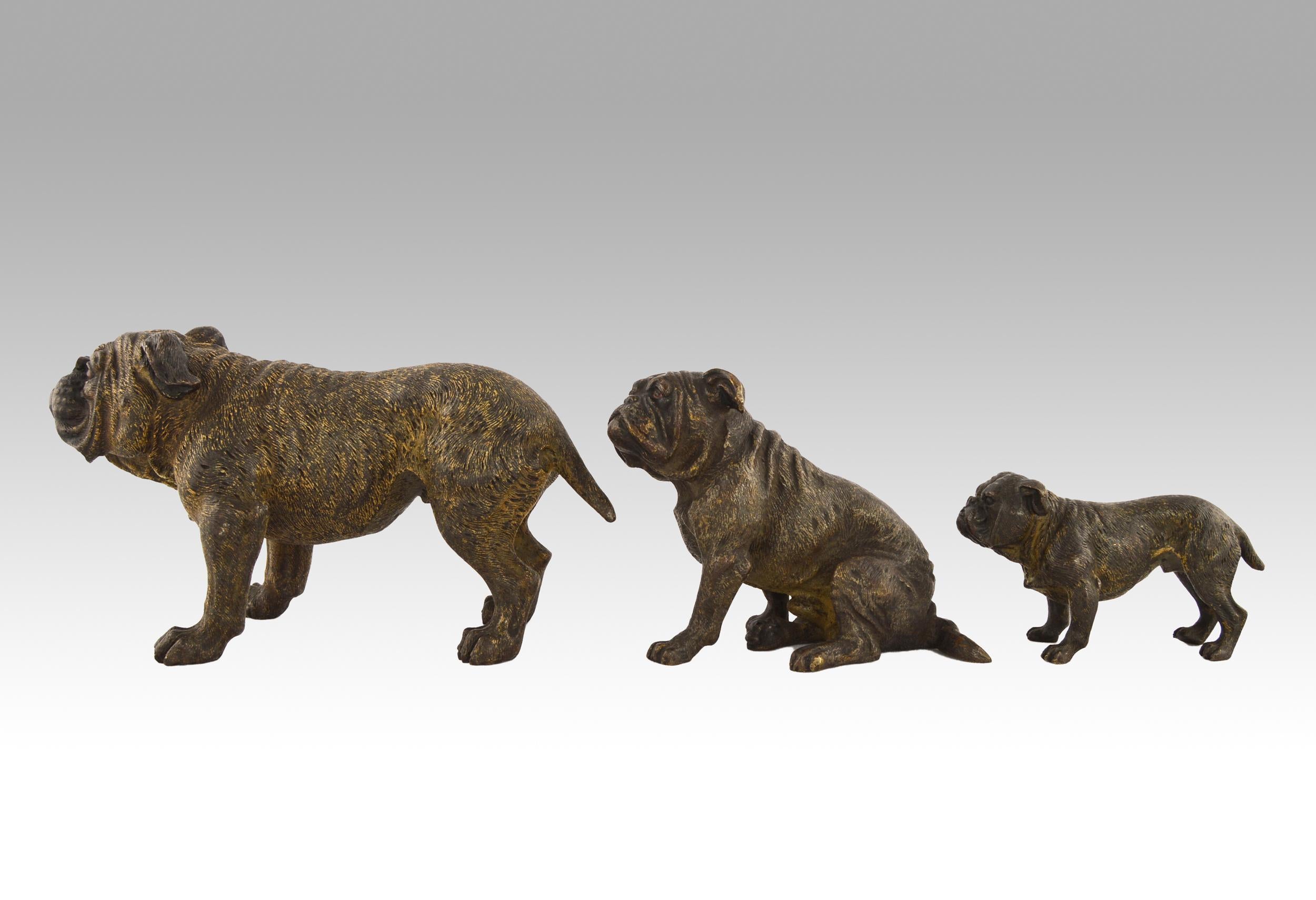 Set of 3 cold painted Austrian bronze sculptures of Bulldogs - Sculpture by Franz Xaver Bergman (Bergmann)