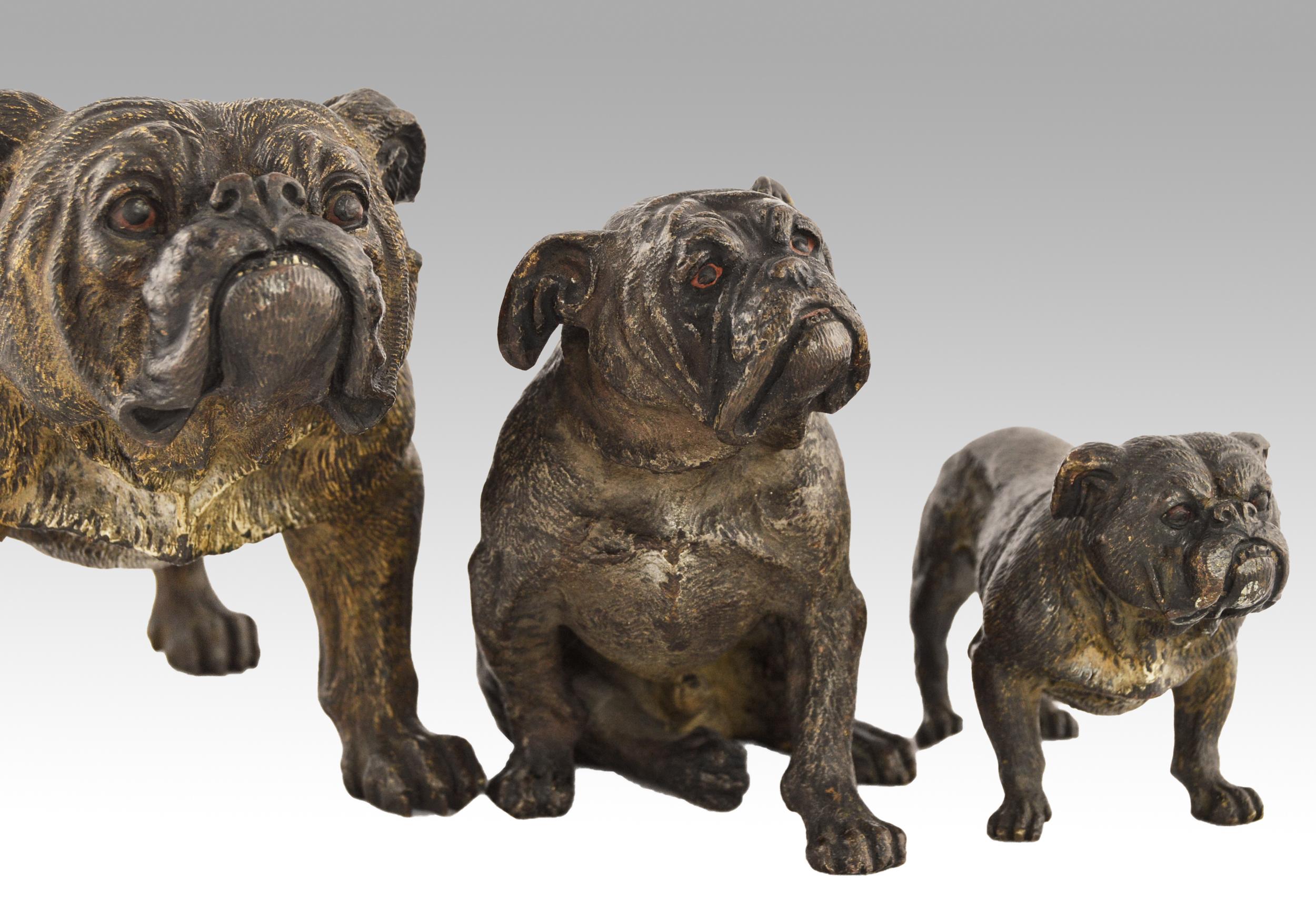 Set of 3 cold painted Austrian bronze sculptures of Bulldogs - Victorian Sculpture by Franz Xaver Bergman (Bergmann)