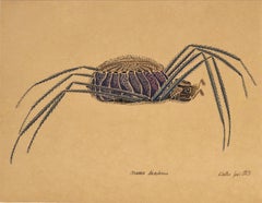 Aranea diadima a study by Walter Spies, an artist living in Indonesia in the 30s