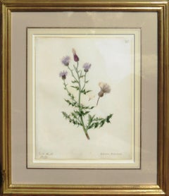 Antique "Field Thistle - Cnicus Arrensis"