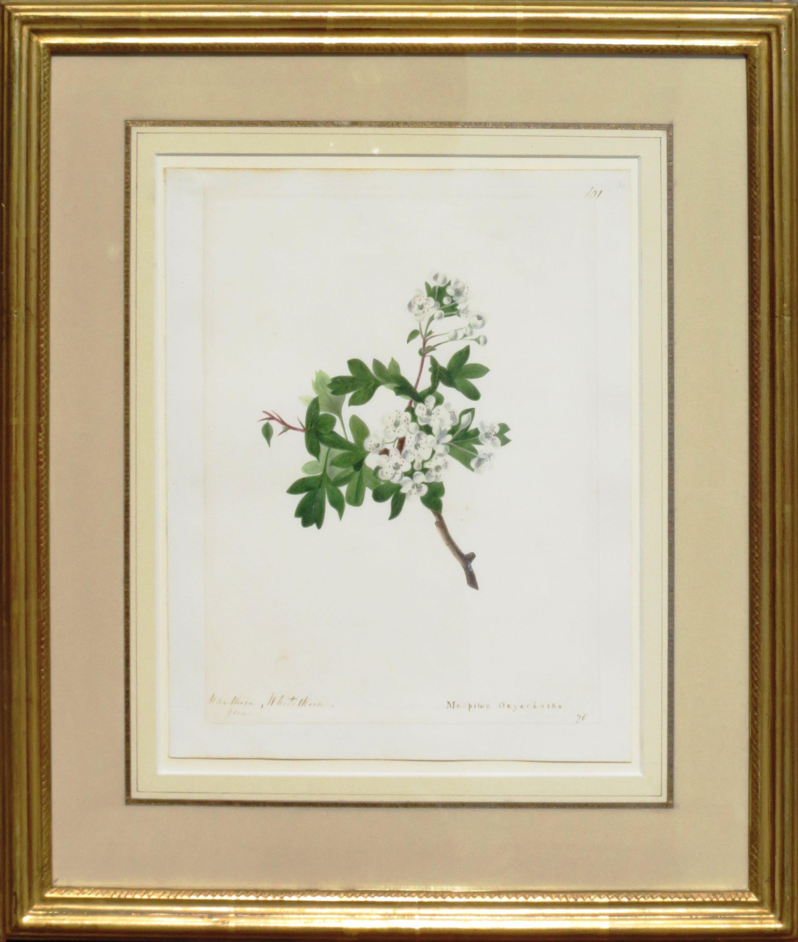 Emily Stackhouse Still-Life – "Hawthorn, Weißthorn - Mespilus Oxycantha"