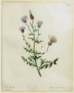 "Field Thistle - Cnicus Arrensis"