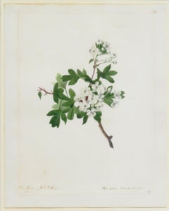 "Hawthorn, Whitethorn - Mespilus Oxycantha"