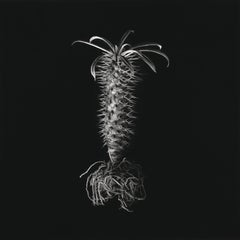Hyperrealist Charcoal on Archival Paper Botanic Artwork "Madagascar Palm"