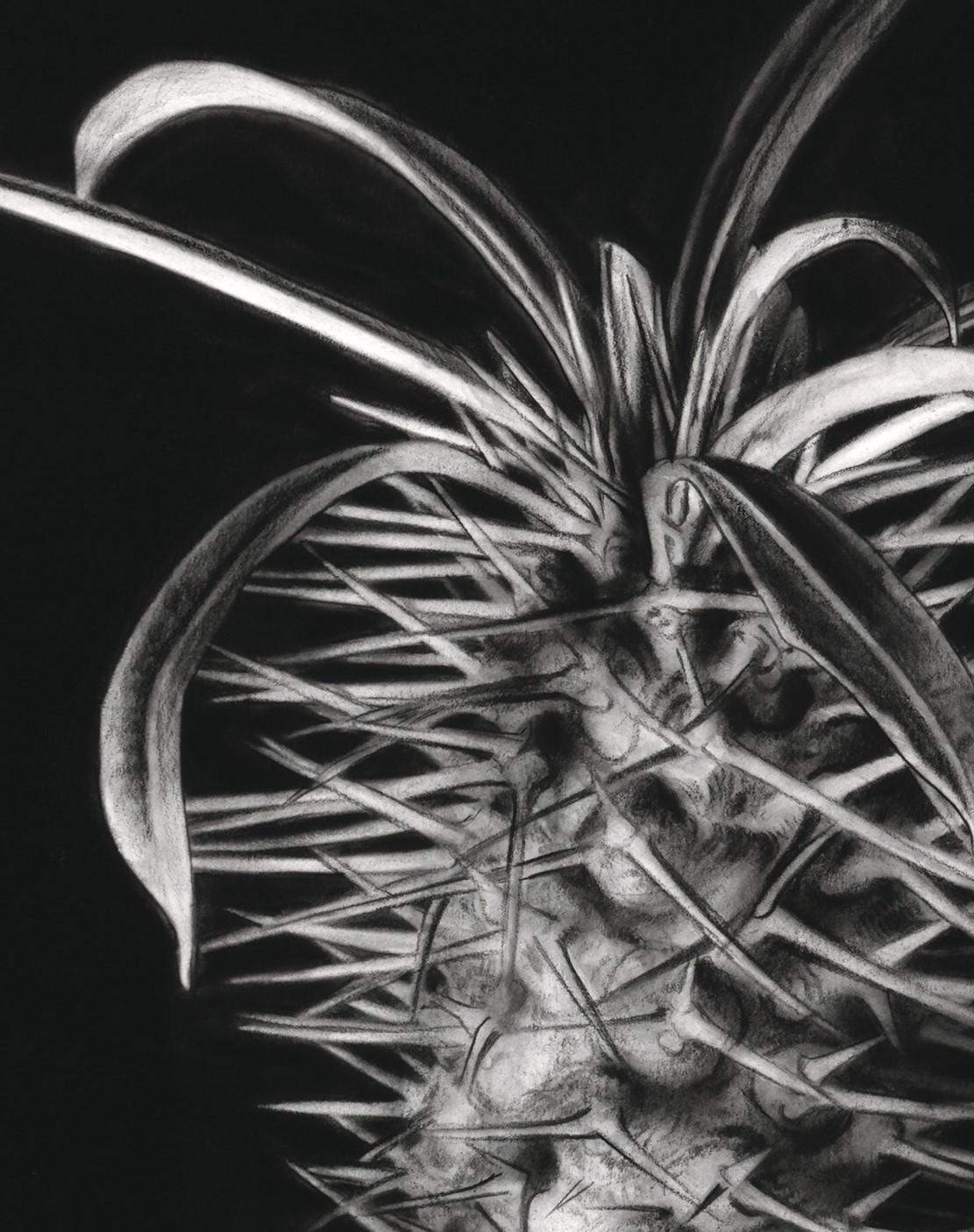 Hyperrealist Charcoal on Archival Paper Botanic Artwork 
