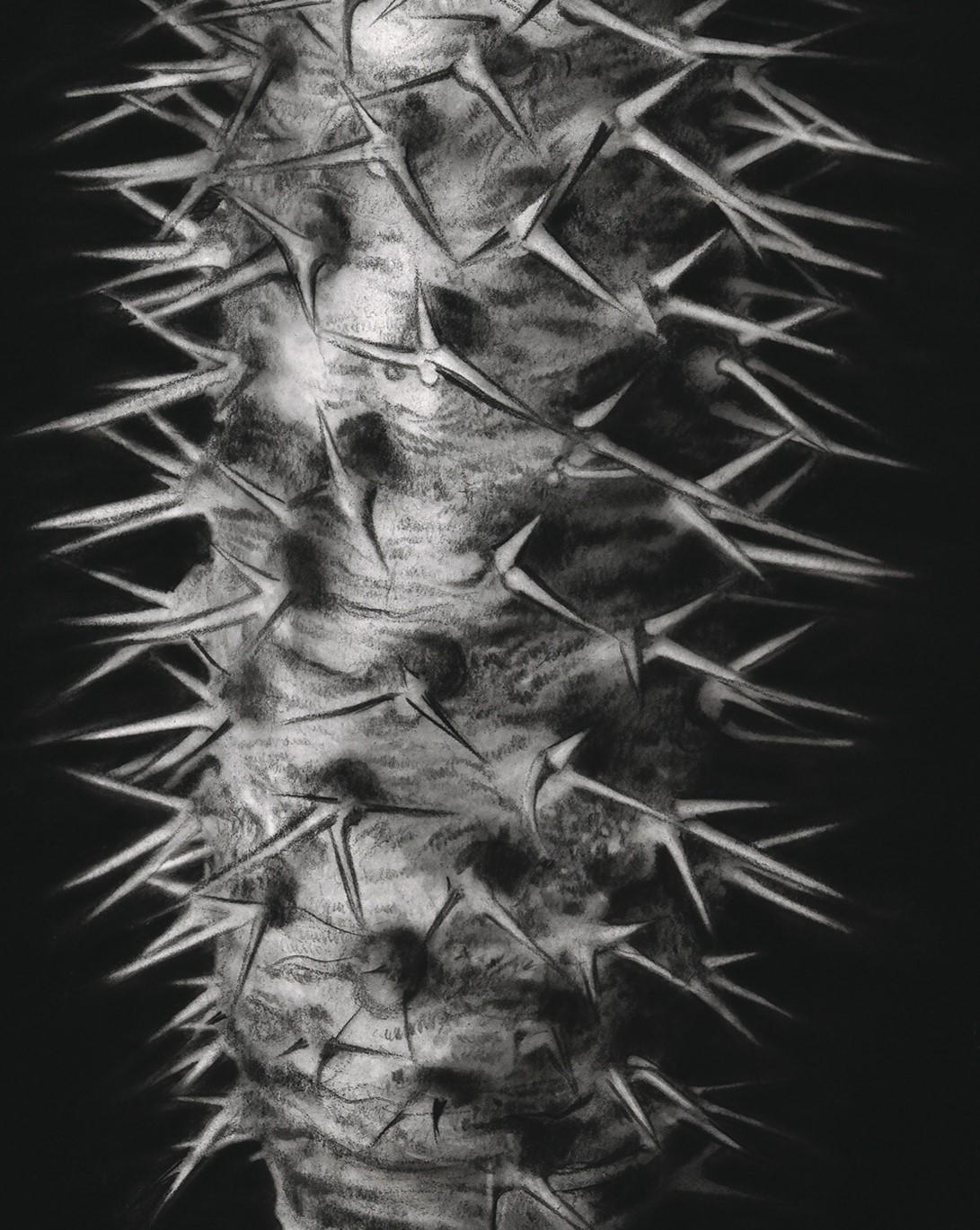 In this recent series of charcoal drawings by Henk Serfontein, Fragile Flora, he continues his investigation into the fragile, the intimate and the ethereal. In his plant portraits he captures with his microscopic eye, indigenous plants with exposed
