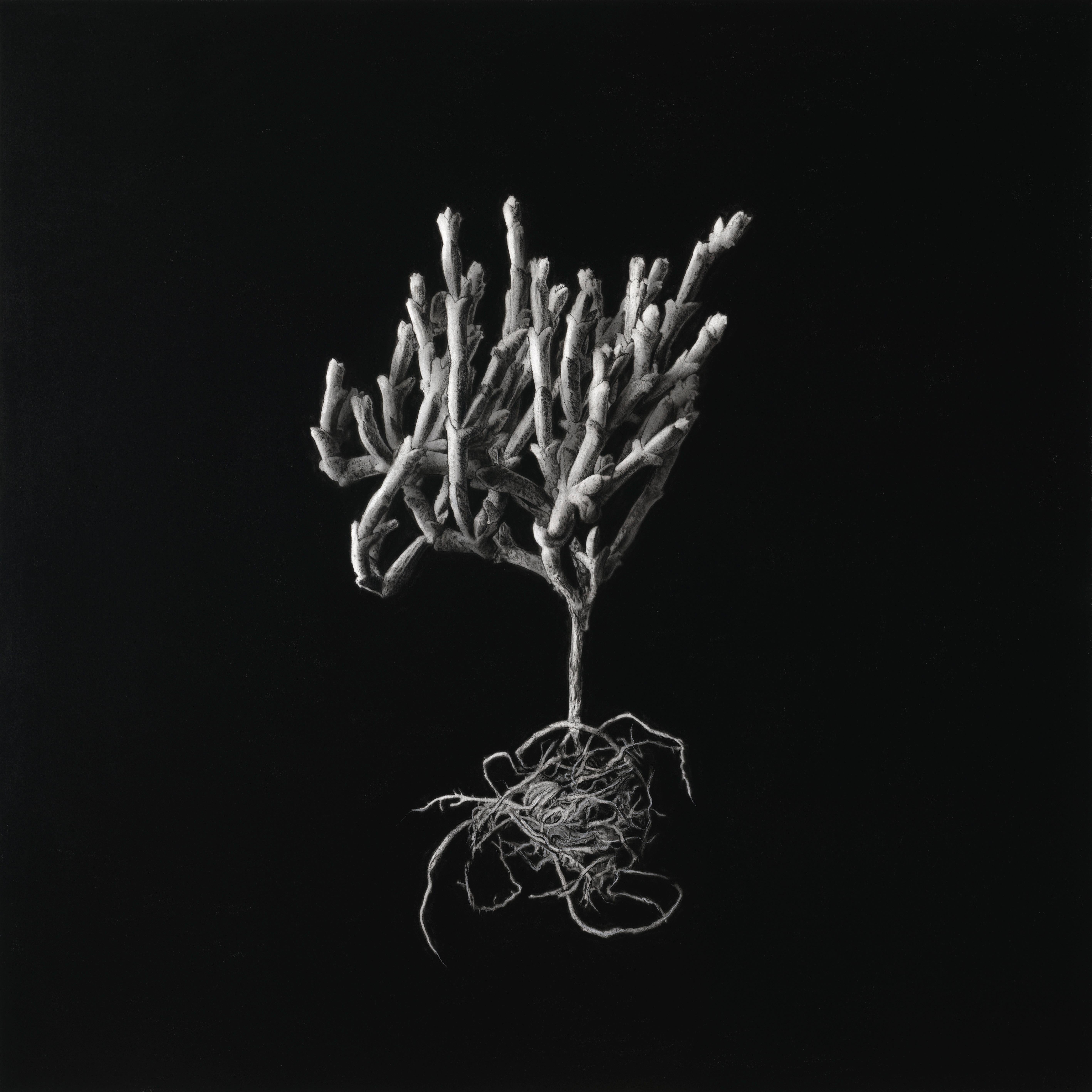 Henk Serfontein Still-Life – Hyperrealistische Kohle auf Archivpapier, botanisches Kunstwerk „Ruschia Crassa“