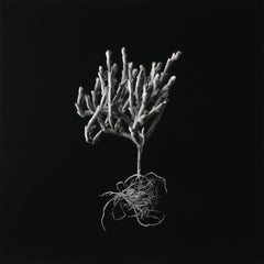 Hyperrealist Charcoal on Archival Paper Botanic Artwork "Ruschia Crassa"