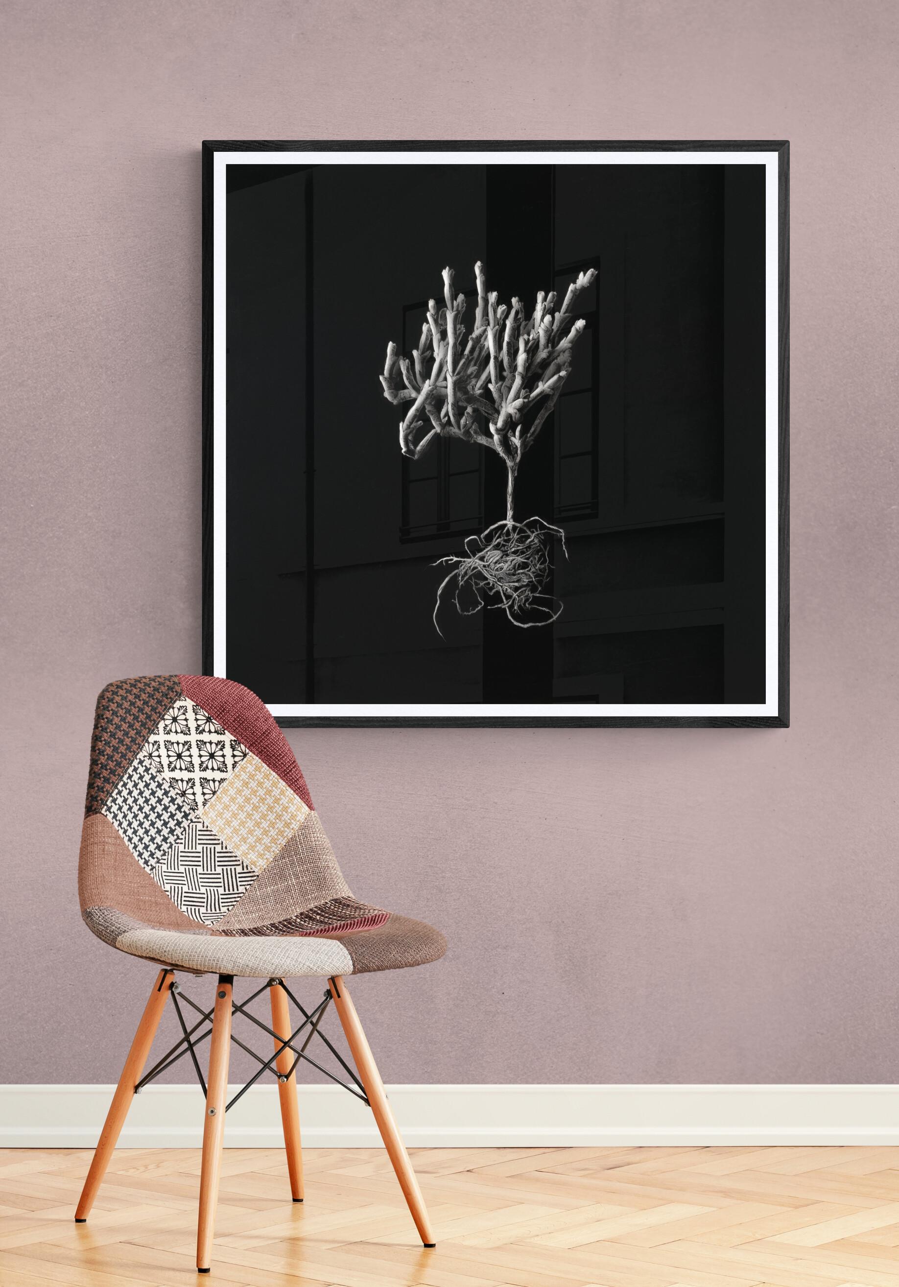 Hyperrealistische Kohle auf Archivpapier, botanisches Kunstwerk „Ruschia Crassa“ – Art von Henk Serfontein