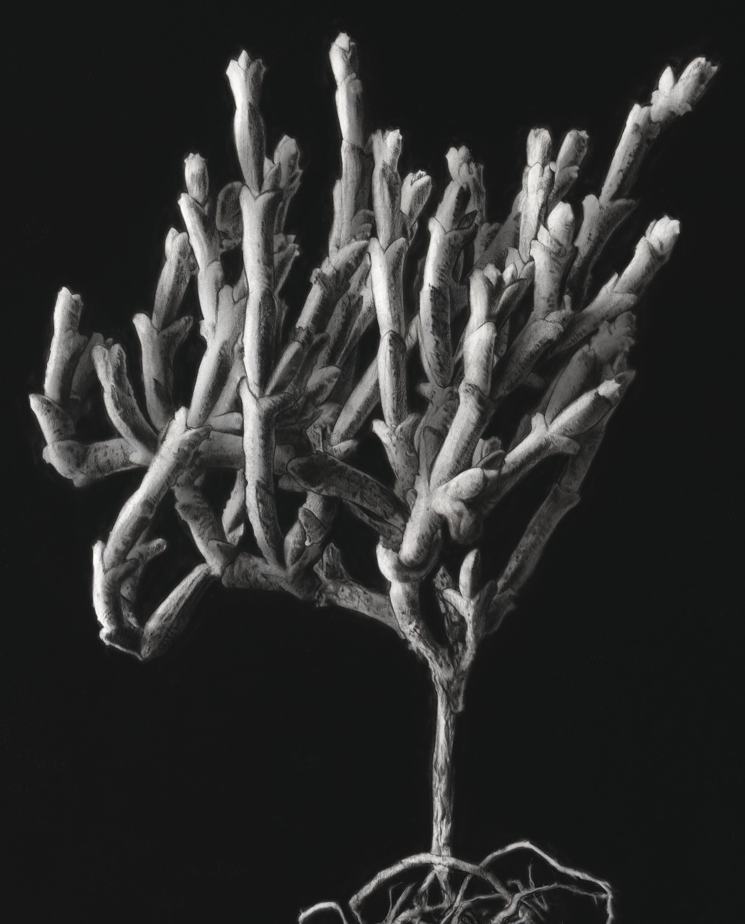 Hyperrealistische Kohle auf Archivpapier, botanisches Kunstwerk „Ruschia Crassa“ (Schwarz), Still-Life, von Henk Serfontein