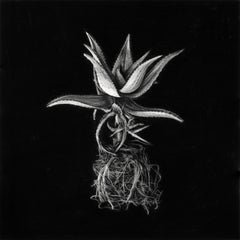 Hyperrealist Charcoal on Archival Paper Botanic Artwork "Aloe Ferox"