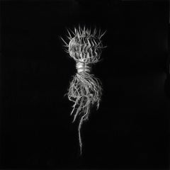 Hyperrealistische Kohle auf Archivpapier botanisches Kunstwerk „Britton Rosea“