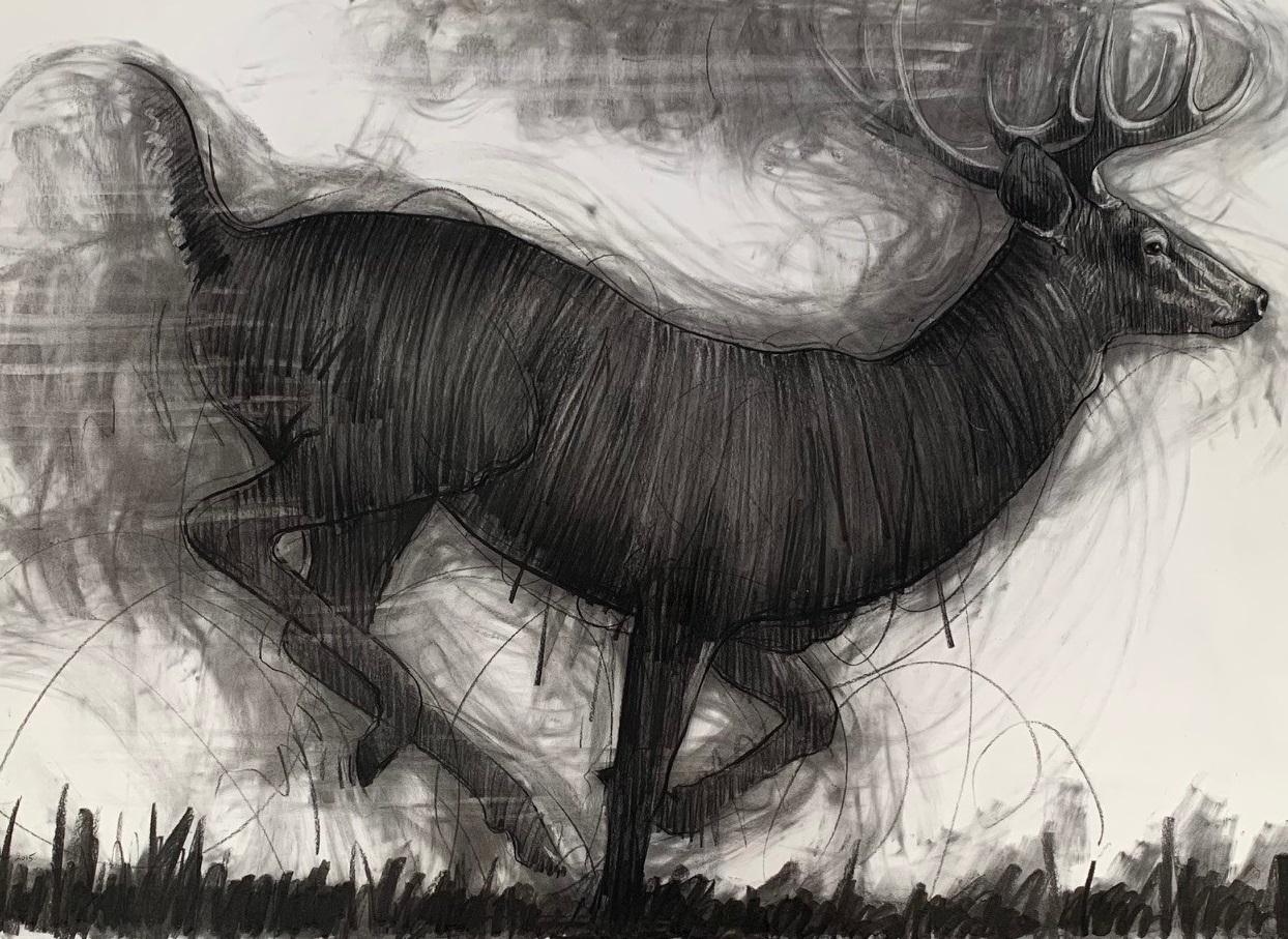deer charcoal drawing