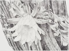 Teri Garcia, Cactus Flower and Bud, Framed