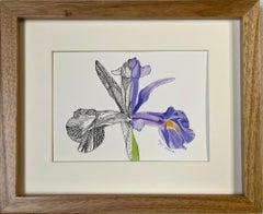 Flor de iris de jardín + marco
