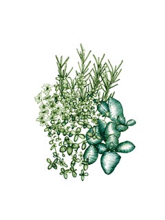 Basil, Parsley, Rosemary et Thyme, dessin à l'encre sur papier
