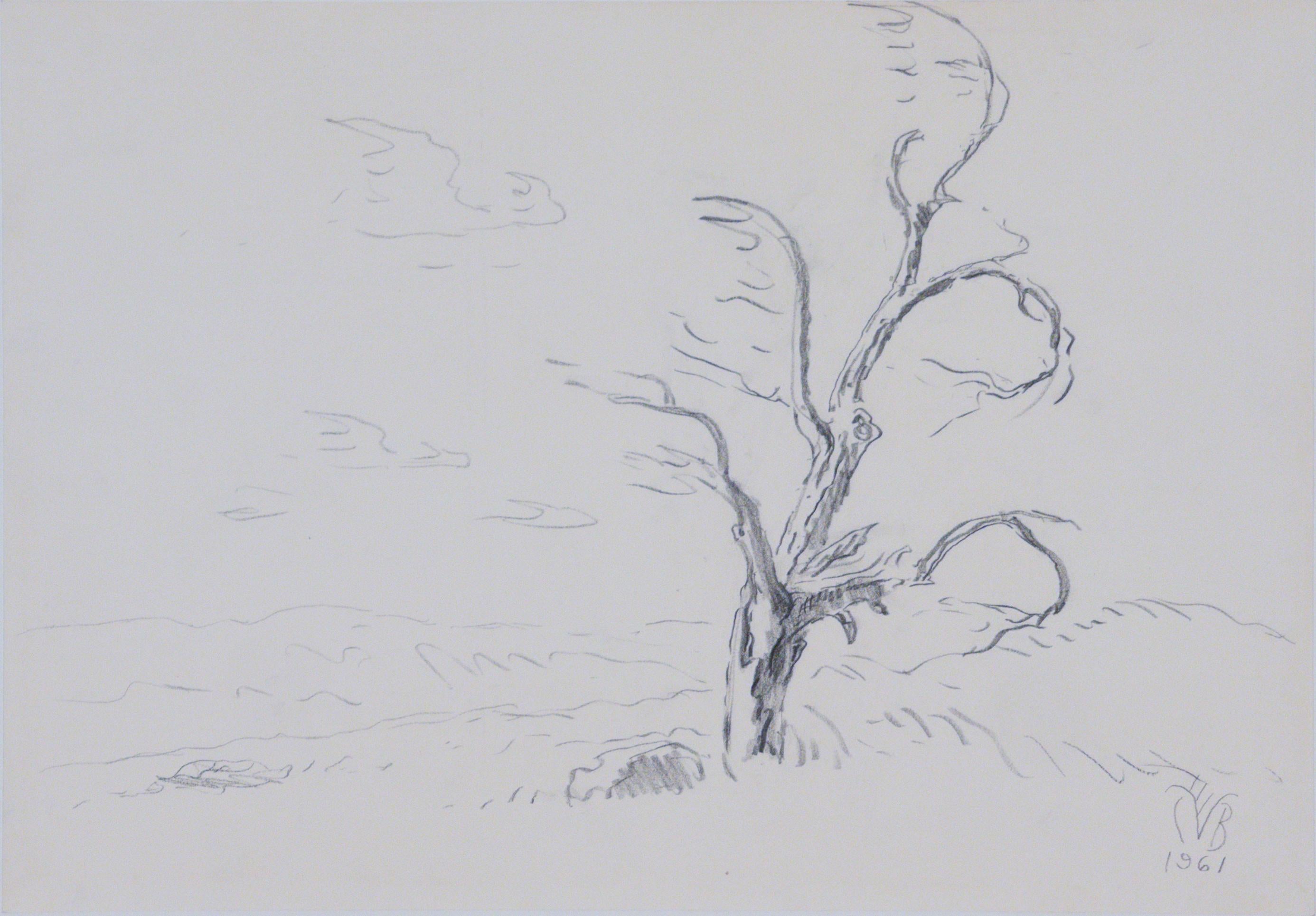 Un vecchio albero e le nuvole del vento di settembre