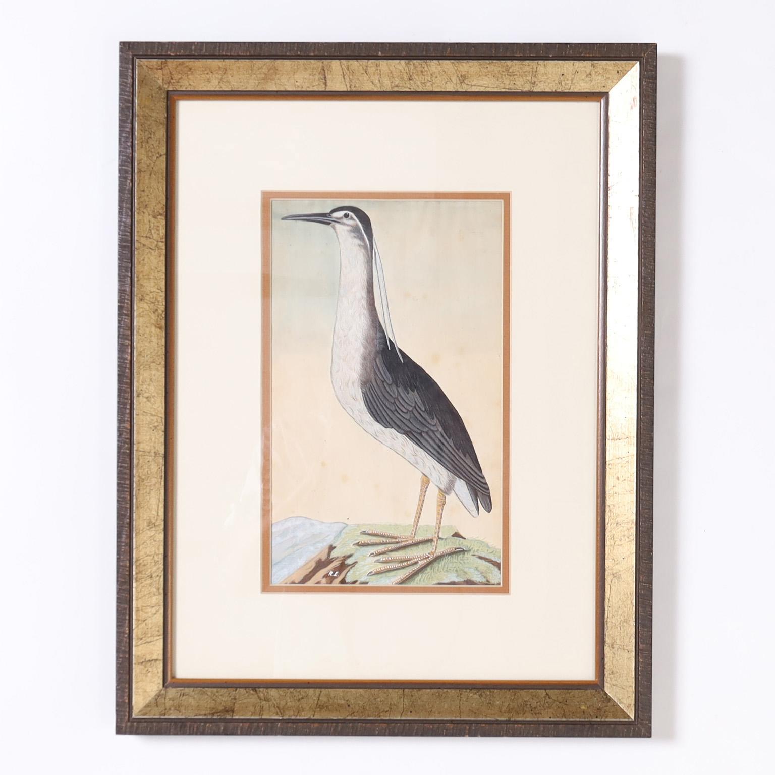 Unknown Animal Art - Watercolor Painting of a Night Heron