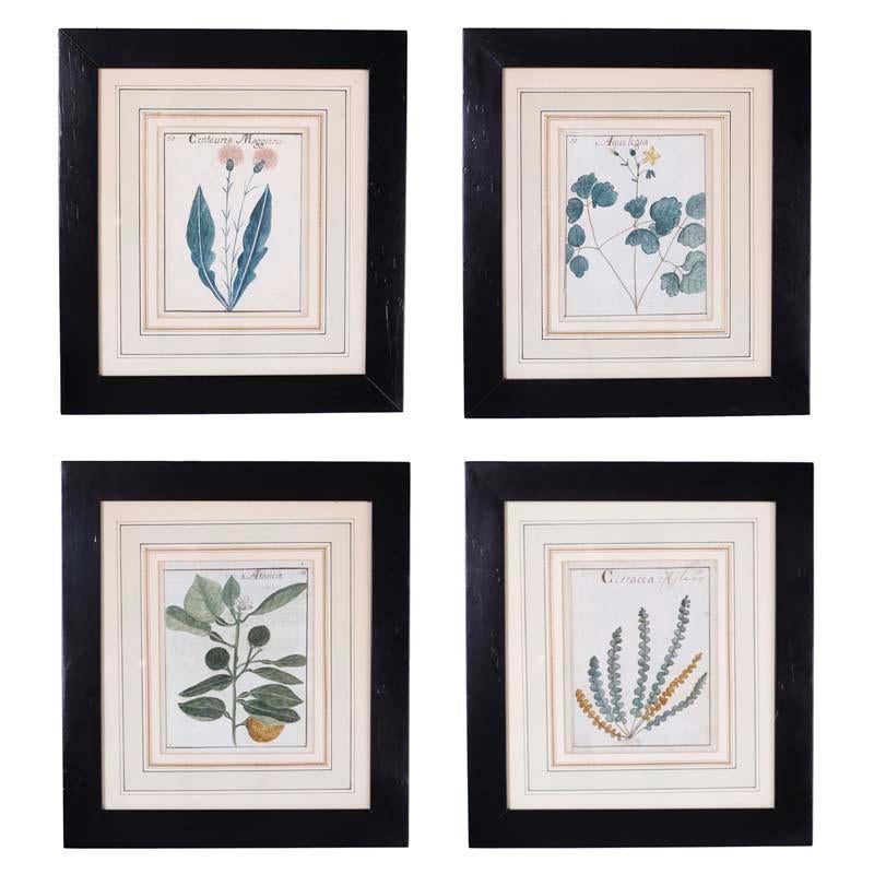 Unknown Still-Life - Set of Four Antique Botanical Watercolors
