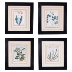 Set of Four Antique Botanical Watercolors