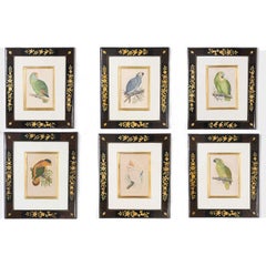 Hand Colored Bird or Parrot Engravings