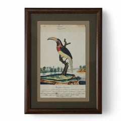Antique William Goodall Framed English Watercolor and Ink of a Toucan