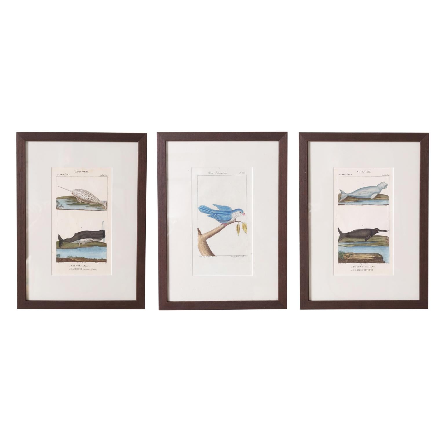 Groupe de trois gravures zoologiques anciennes colorées à la main - Art de Unknown