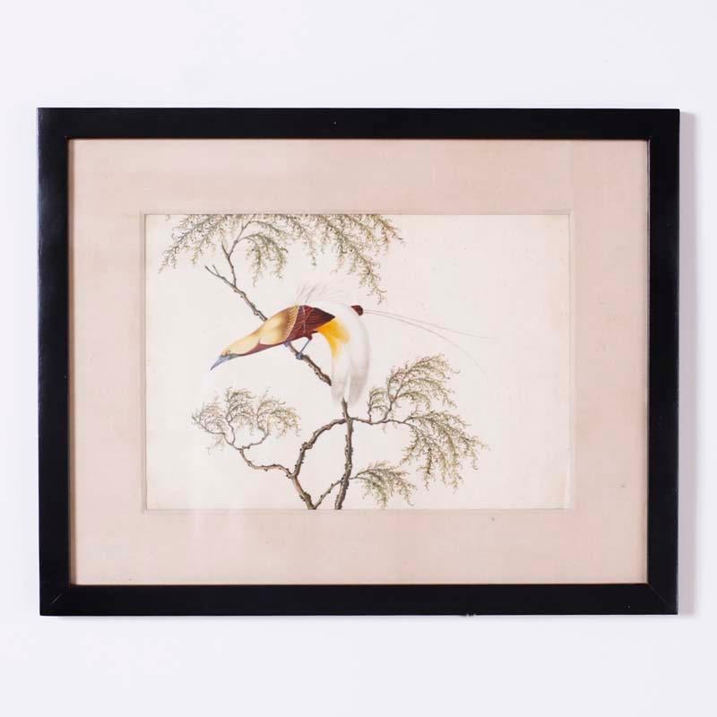 Set of Six Chinese Watercolors of Song Birds - Art by Unknown