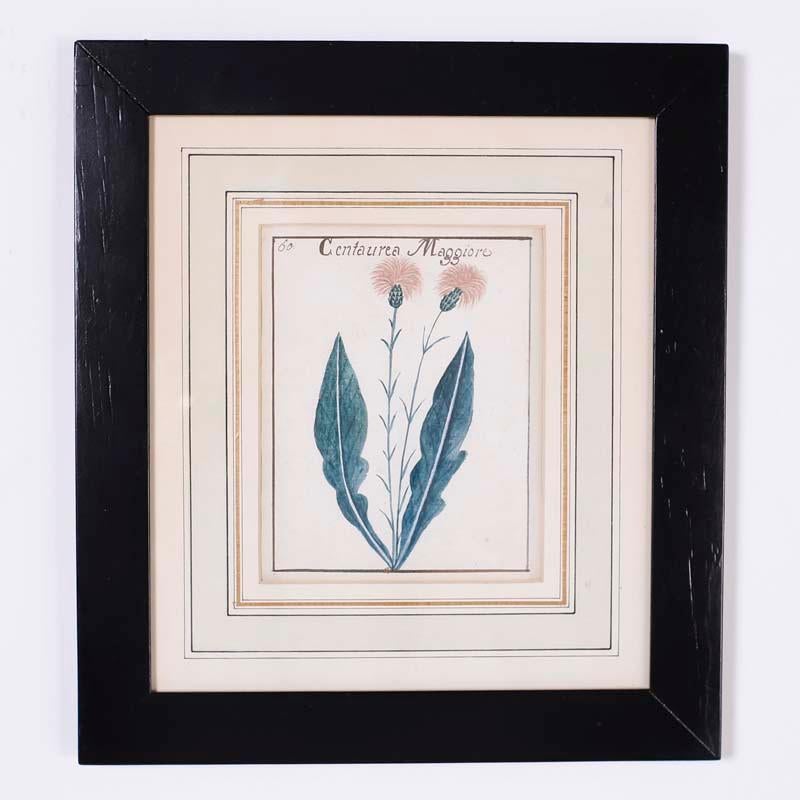 Set of Four Antique Botanical Watercolors - Art by Unknown