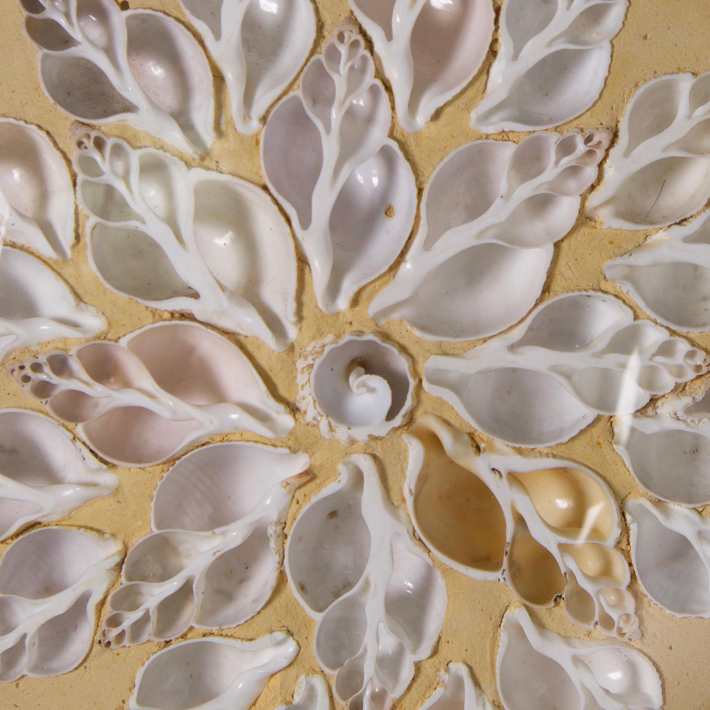 Altivo arreglo italiano antiguo de conchas marinas bisecadas, ambiciosamente compuesto en un motivo floral. Se presenta bajo una lente convexa en una montura redonda de cerámica envejecida. 