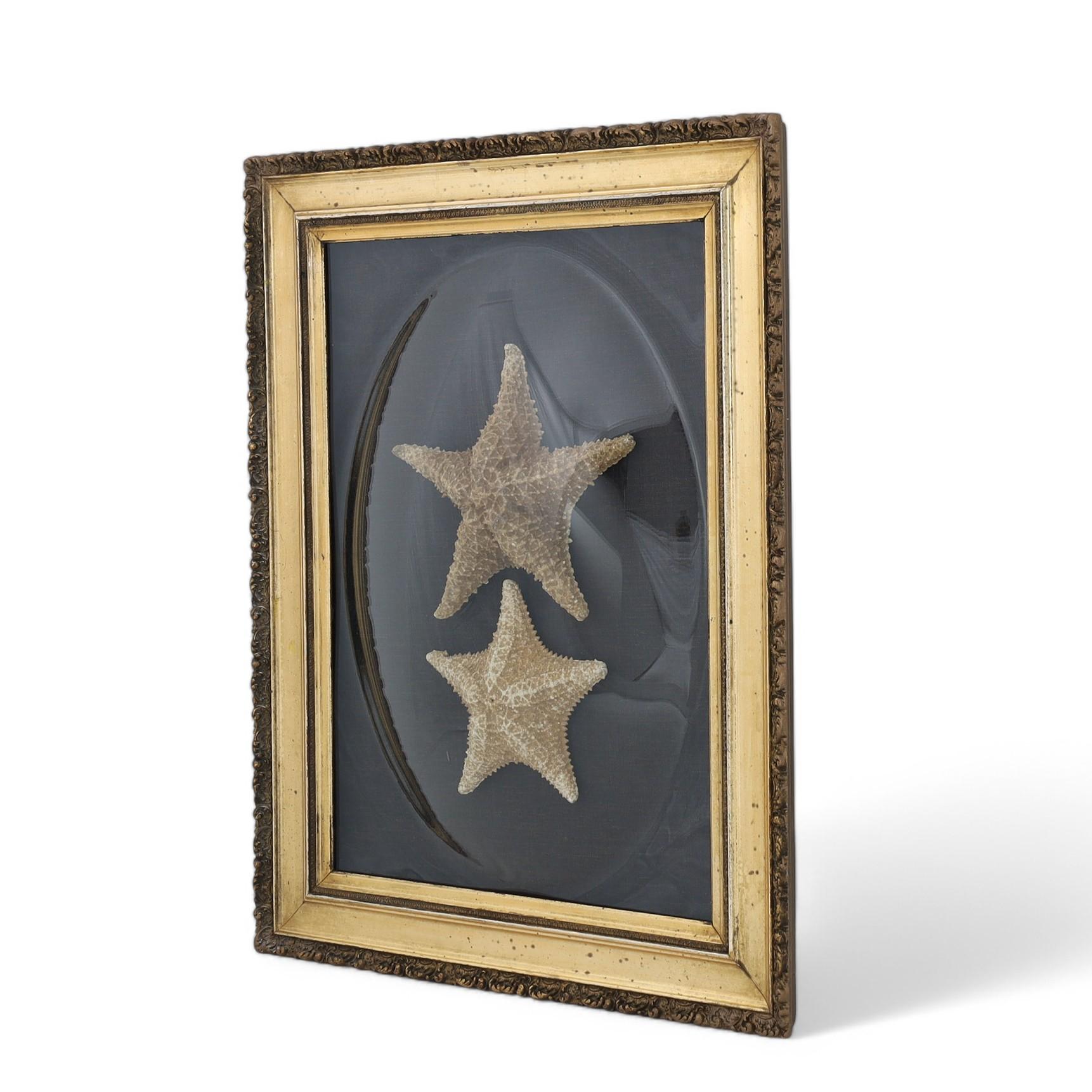 Antica presentazione inglese di due stelle marine - Art Vittoriano di Unknown