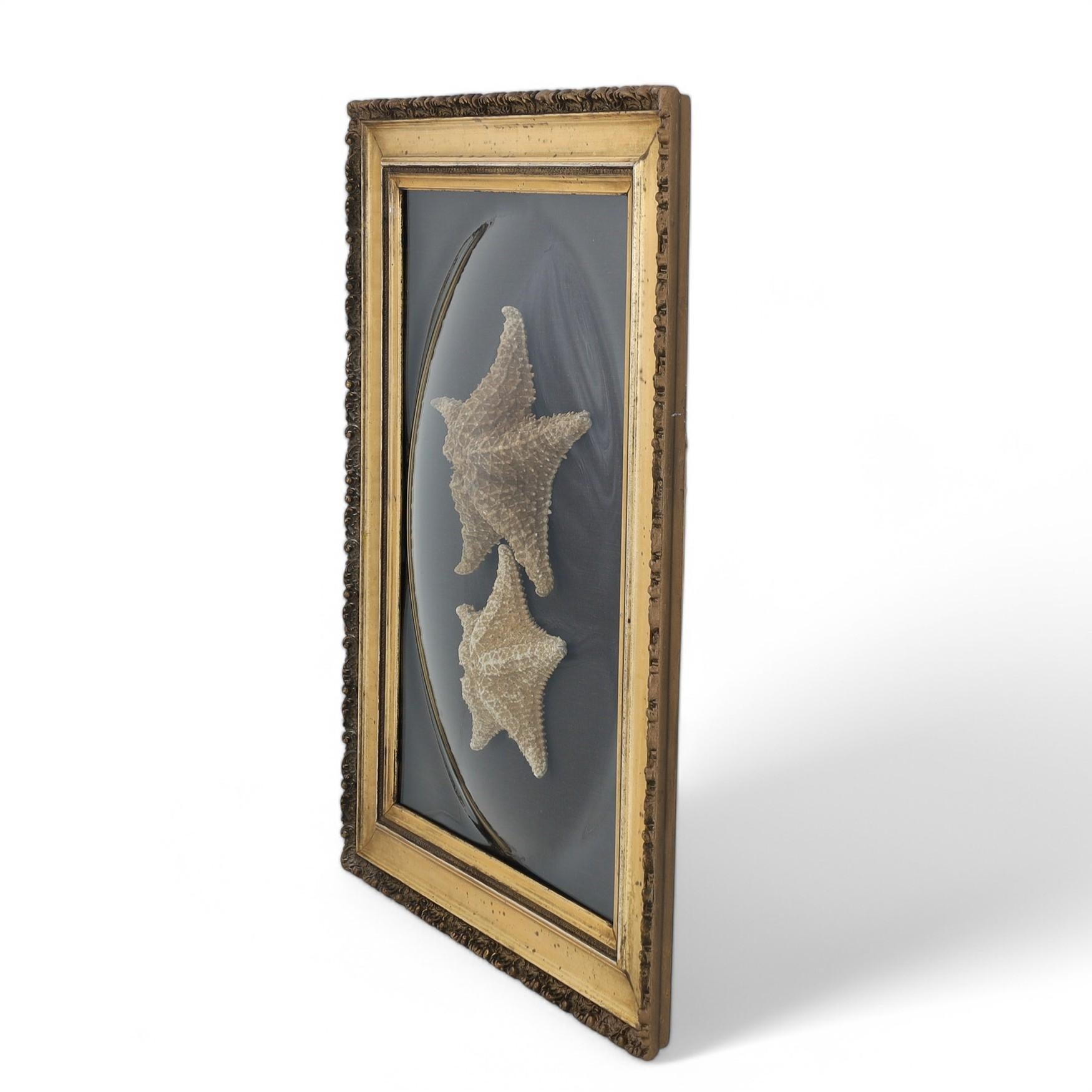 Affascinante presentazione naturalistica inglese vittoriana del XIX secolo di due esemplari di stella marina con la loro forma iconica, sotto vetro convesso soffiato a mano in una cornice dorata in legno e gesso. 
