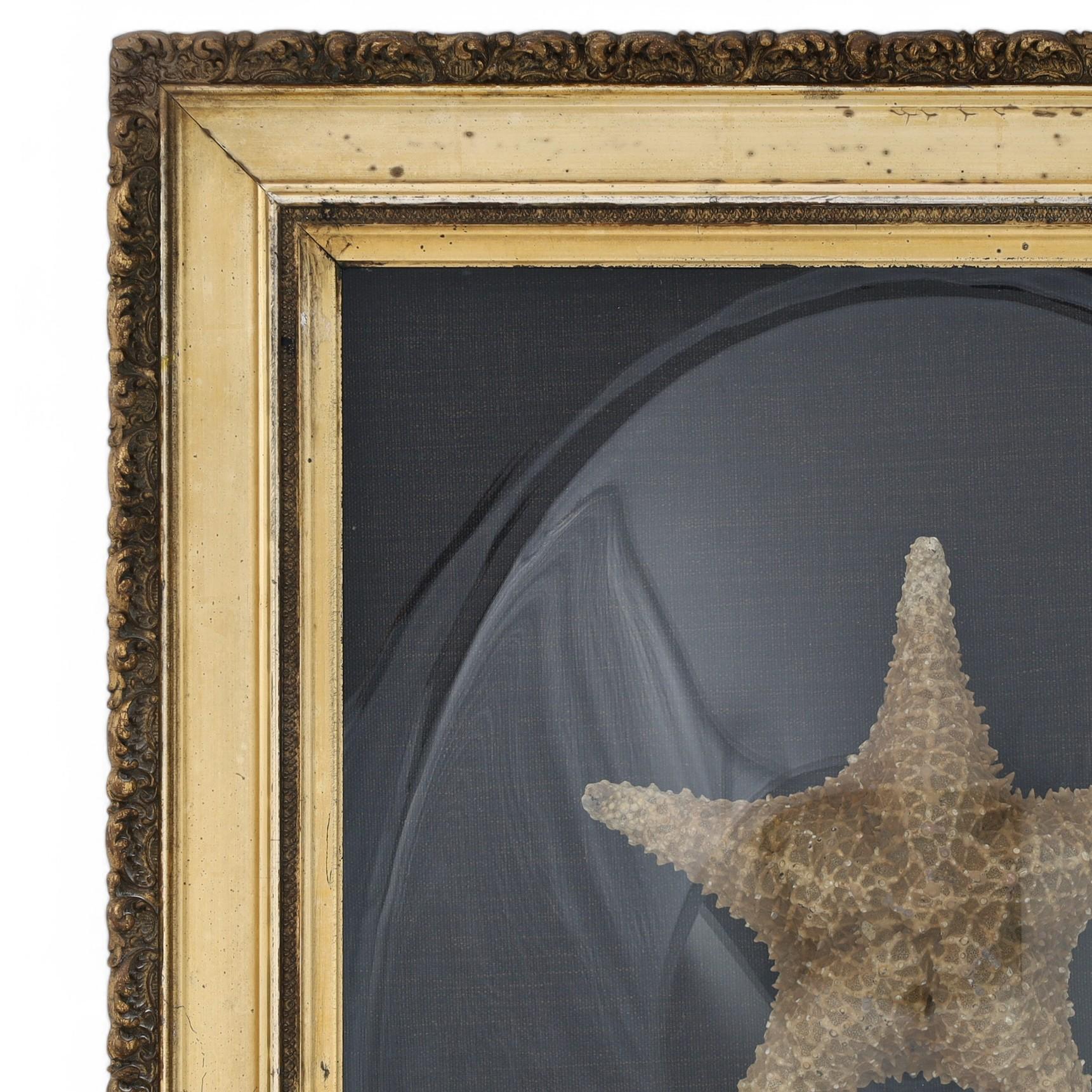 Antica presentazione inglese di due stelle marine 1