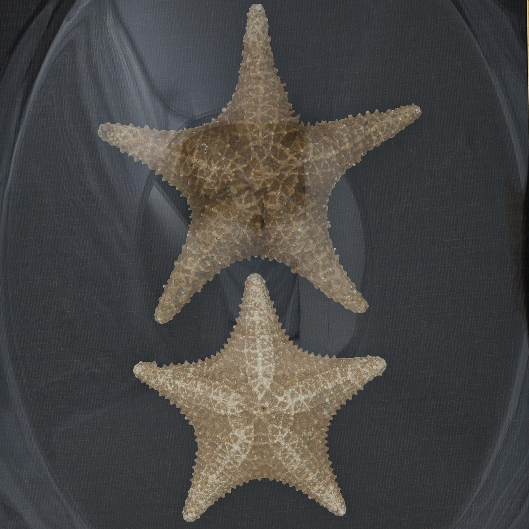 Antica presentazione inglese di due stelle marine 2