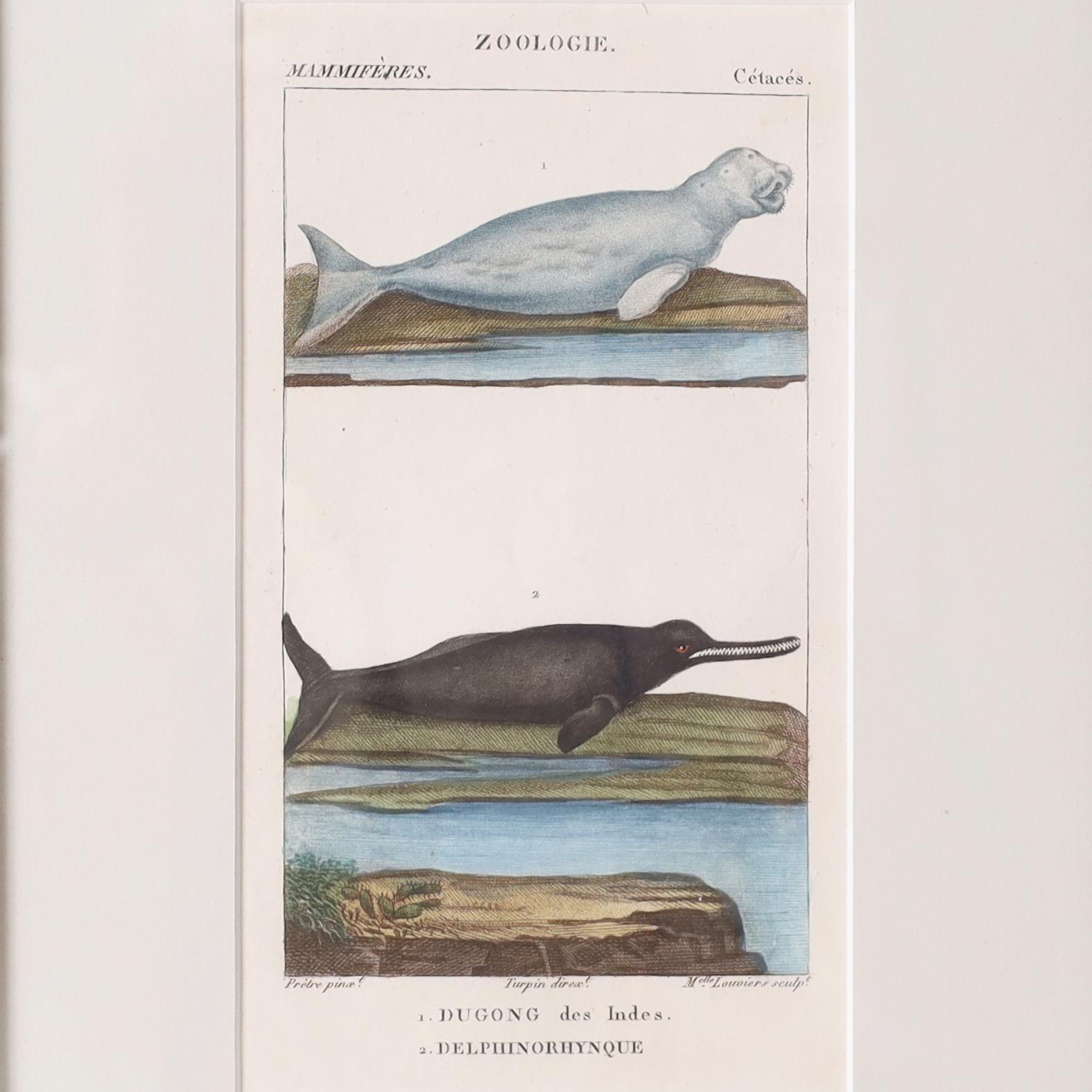 Gruppo di tre antiche incisioni zoologiche colorate a mano in vendita 4