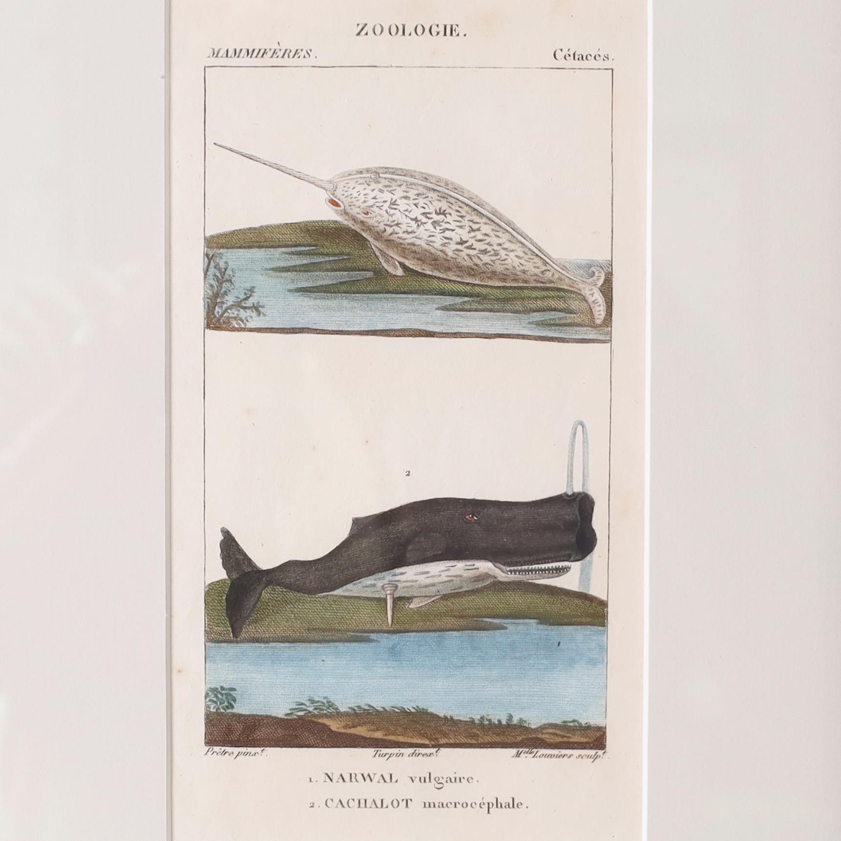 Gruppo storico di tre incisioni colorate a mano del XVIII secolo, tra cui due immagini acquatiche francesi e un'immagine ornitologica tedesca, tutte tratte da fogli originali. Presentati in cornici di legno sotto vetro. 