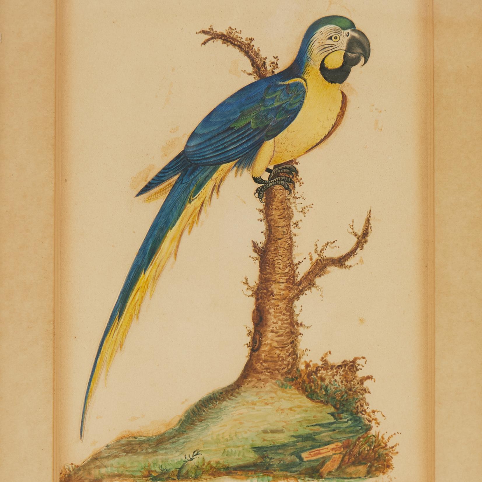 Magnífico grupo de tres acuarelas sobre papel del siglo XIX de aves exóticas, incluidos loros y un tucán, ejecutadas en estilo naturalista, firmadas por E A Roper, fechadas entre 1833 y 1845 y presentadas bajo cristal en marcos de madera.